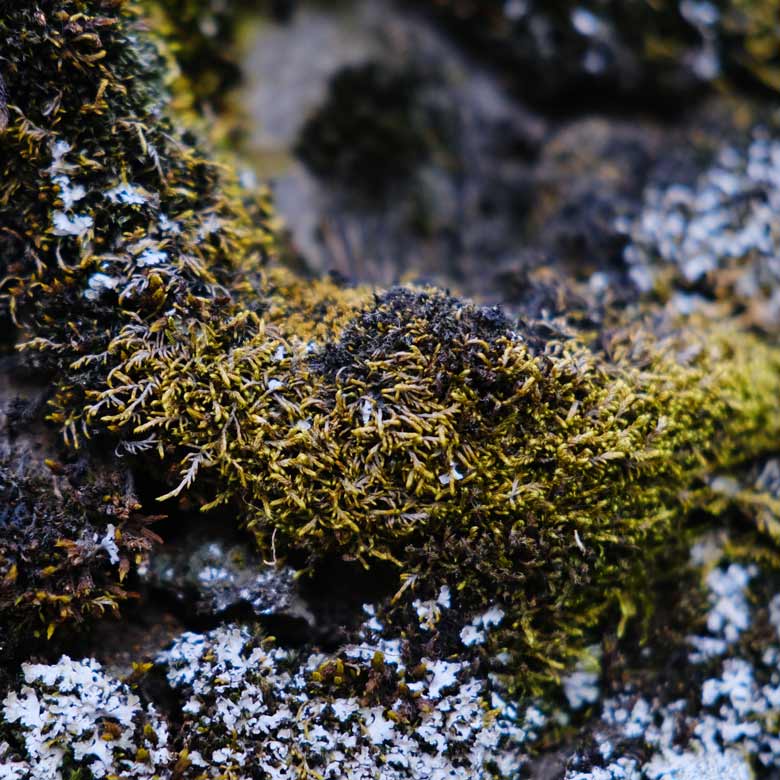 Closeup shot wet green moss growing stone